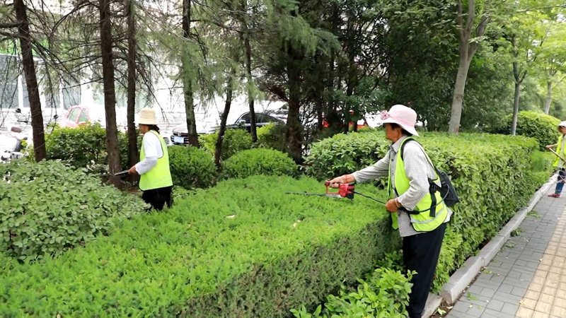 绿植养护